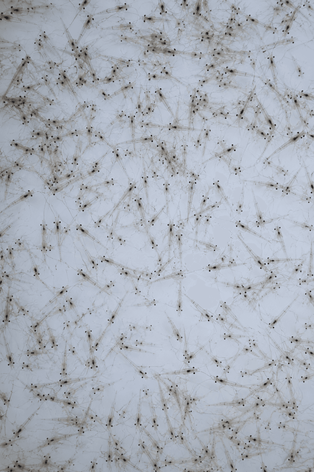 Biological Sovereignty