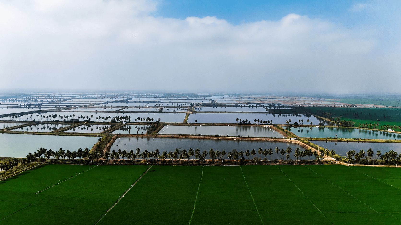 Aerial view of bio-secure farming ponds