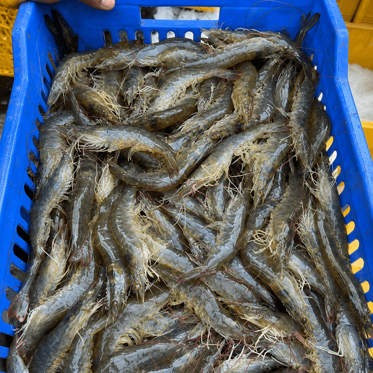 The 120-Day Grow-Out