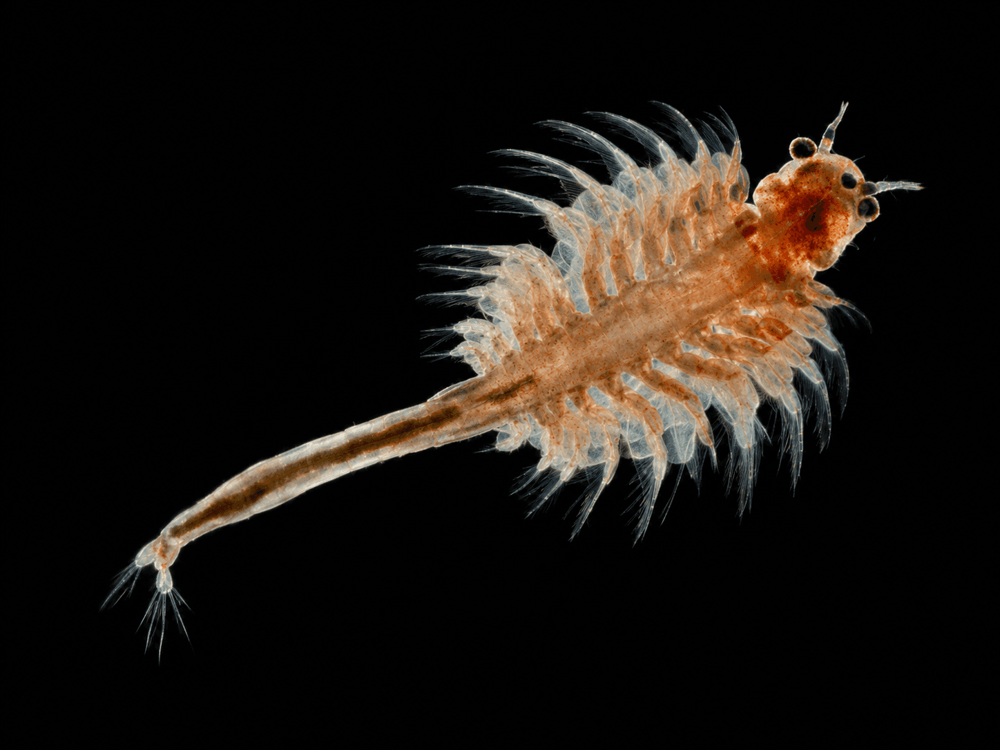 Artemia Franciscana culture