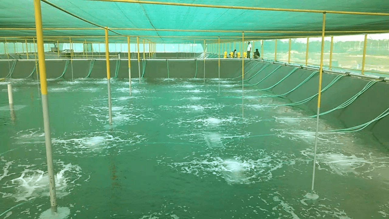 Biological Genesis Hatchery Background