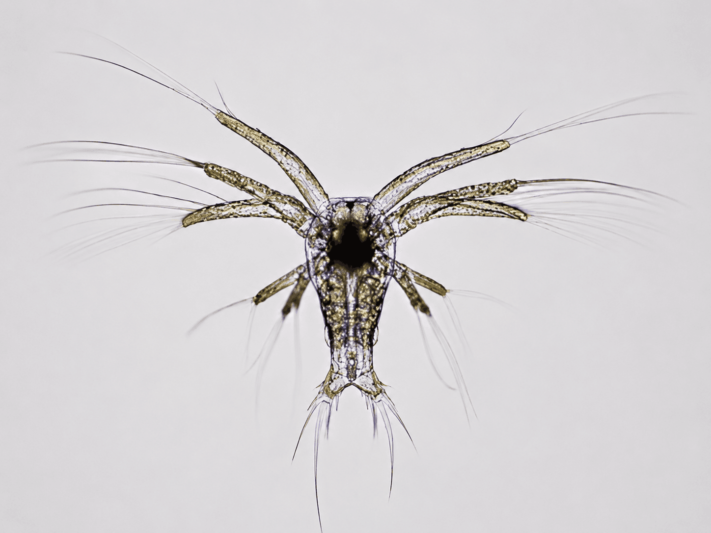 Nauplius