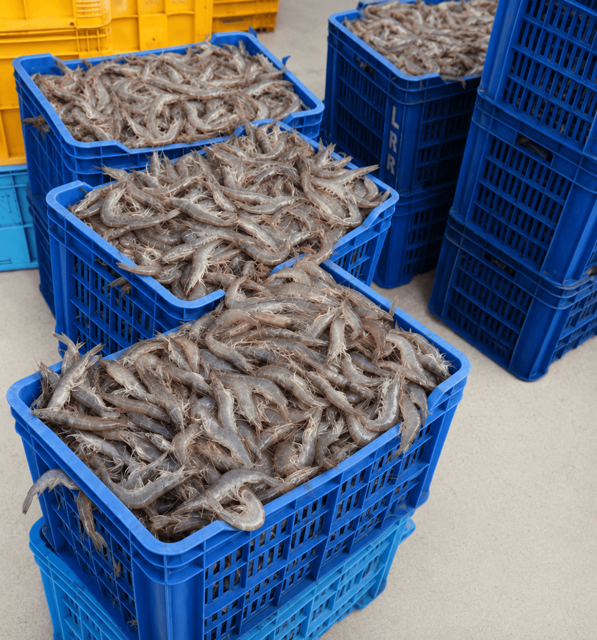 Raw Material Sourcing