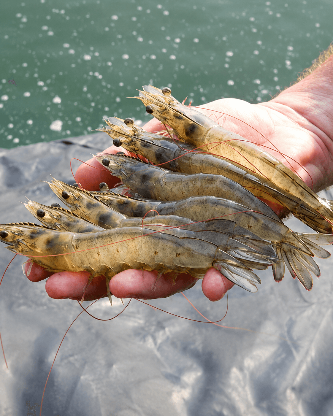 Premium raw Tiger Prawn macro