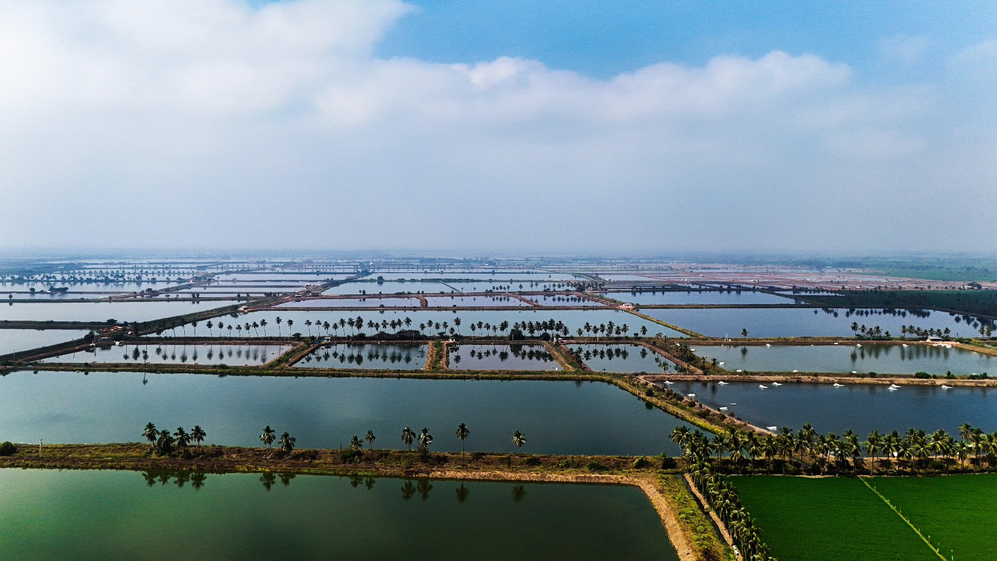 Aerial view of aquaculture prawn ponds in Andhra Pradesh